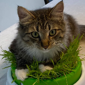 Jean Luc Floofymaster Picard