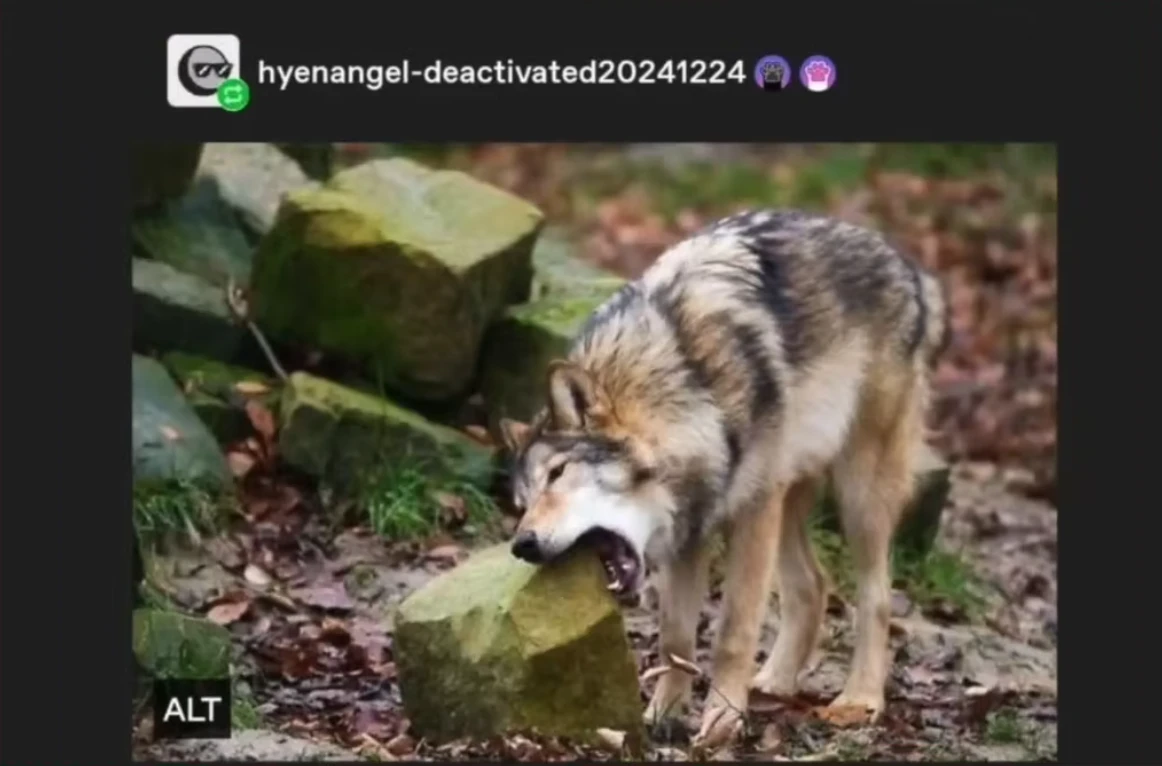a real photo of a wolf biting a big rock